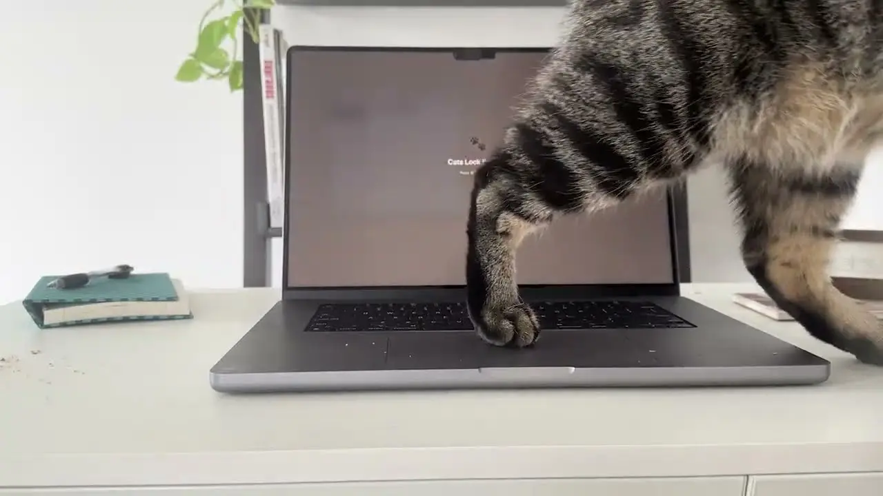 Kedi Mac.webp